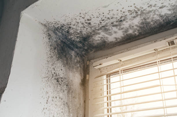 Affordable Mold Removal solutions in Hudson, NC